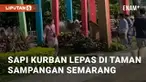 Seekor sapi kurban lepas dan berlarian saat akan ditangkap. Peristiwa kocak ini berada di Taman Sampangan, Semarang. Senin (17/6/2024)