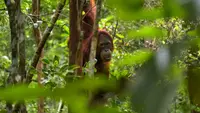 15 Fakta Orangutan Indonesia, Hewan Cerdas Penghuni Hutan Tropis