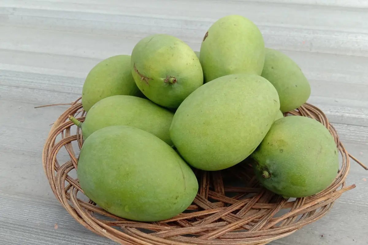 Sering Makan Mangga Muda? Ini Berbagai Manfaat yang Bisa Didapatkan