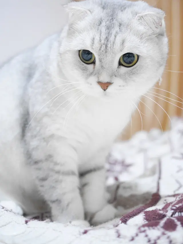 Gambar kucing Scottish Fold