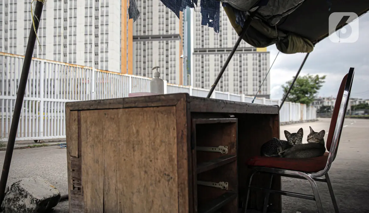 Dua ekor kucing berada di atas kursi di luar Rumah Sakit Darurat COVID-19 (RSDC) Wisma Atlet, Jakarta, Minggu (25/12/2022). Pemerintah menghentikan operasional Wisma Atlet Kemayoran sebagai Rumah Sakit Darurat COVID-19 mulai akhir tahun ini seiring dengan semakin rendahnya kasus COVID-19 secara nasional dalam beberapa waktu terakhir. (Liputan6.com/Faizal Fanani)