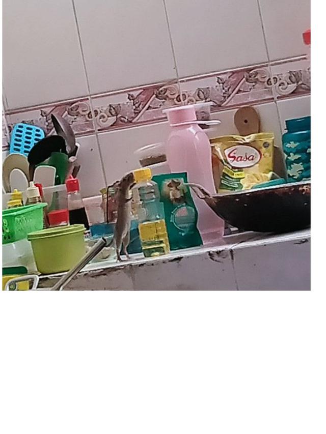 7 Tingkah Laku Tikus saat Tertangkap Kamera Ini Bikin Geleng Kepala