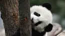Panda bernama Jia Jia bermain di pusat penelitian dan penangkaran panda raksasa Qinling di Provinsi Shaanxi, China (31/3/2020). Pada 2019, tiga anak panda Jia Jia, Yuan Yuan, dan Qin Kuer lahir di tempat tersebut. Berkat perawatan para staf, ketiganya tumbuh besar dan sehat. (Xinhua/Zhang Bowen)
