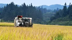Seorang petani memanen padi di sebuah sawah yang ada di Desa Shanghua di Kota Gaoniang, Wilayah Tianzhu, Prefektur Otonom Etnis Miao dan Dong Qiandongnan, Provinsi Guizhou, China barat daya (2/9/2020). (Xinhua/Yang Wenbin)