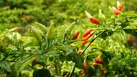 Super Murah, Harga Cabai di Kudus Cuma Rp5.500 per Kilogram