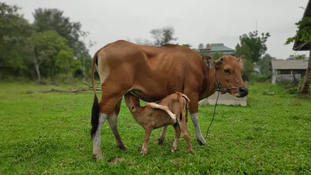 Anak sapi berkaki delapan yang lahir di laboratorium Fakultas Peternakan dan Pertanian UIN Sultan Syarif Kasim Pekanbaru.