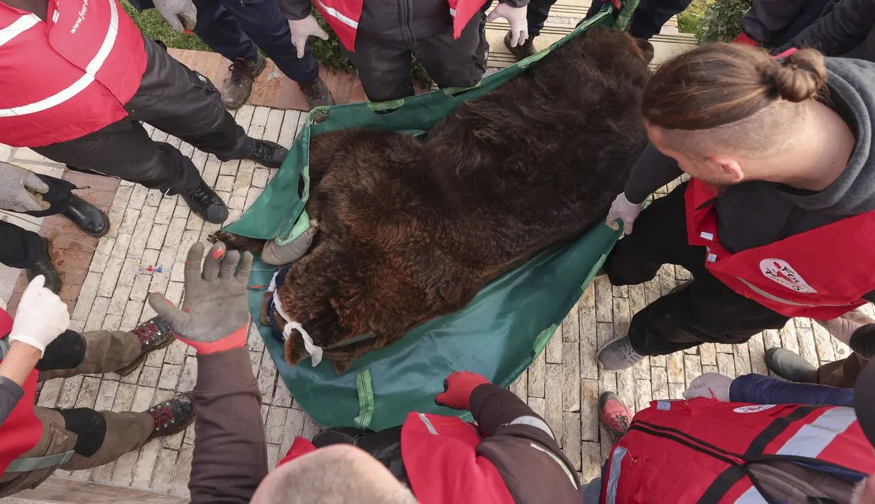 Aktivis dari badan amal hak-hak hewan "Four Paws" membawa Mark setelah diselamatkan dan keluar dari kandang kecil di Tirana, Rabu (7/12/2022). Mark menjadi hewan yang digunakan sebagai alat untuk menarik dan menghibur para tamu. (AP Photo/Franc Zhurda)
