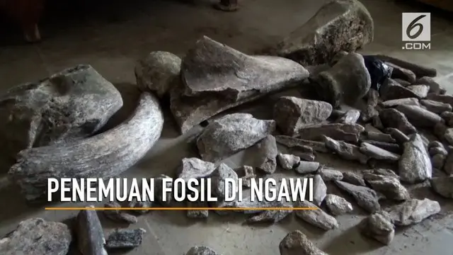 VIDEO: Penemuan Fosil Gajah Purba di Ngawi