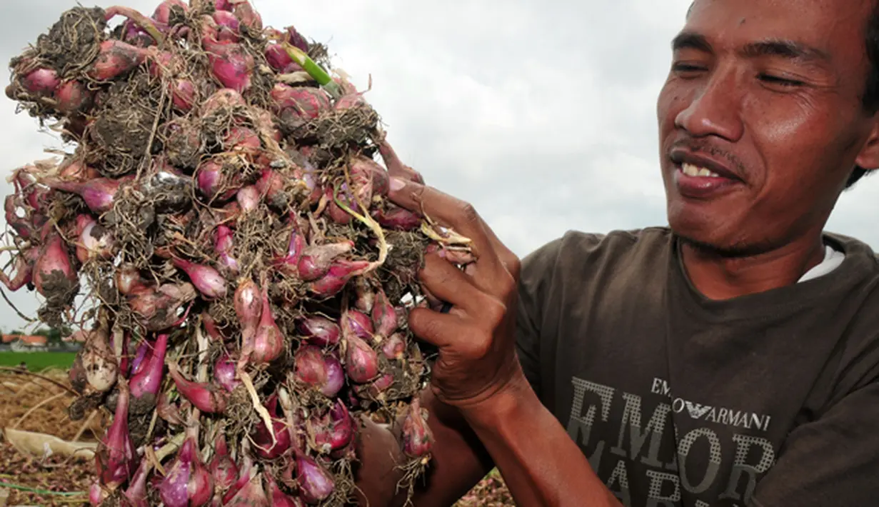 Seorang petani menunjukkan bawang merah yang rusak setelah terendam banjir di Desa Padasugih, Brebes, Jateng, Rabu (11/2/2015). Karena cuaca buruk, harga bawang  turun dari Rp 9.000/kilo menjadi Rp 6.000/kilo. (Antara Foto/Oky Lukmansyah)