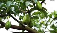 7 Penyebab Buah Alpukat Berukuran Kecil Meski Pohonnya Subur, Ternyata Bukan Kurang Pupuk
