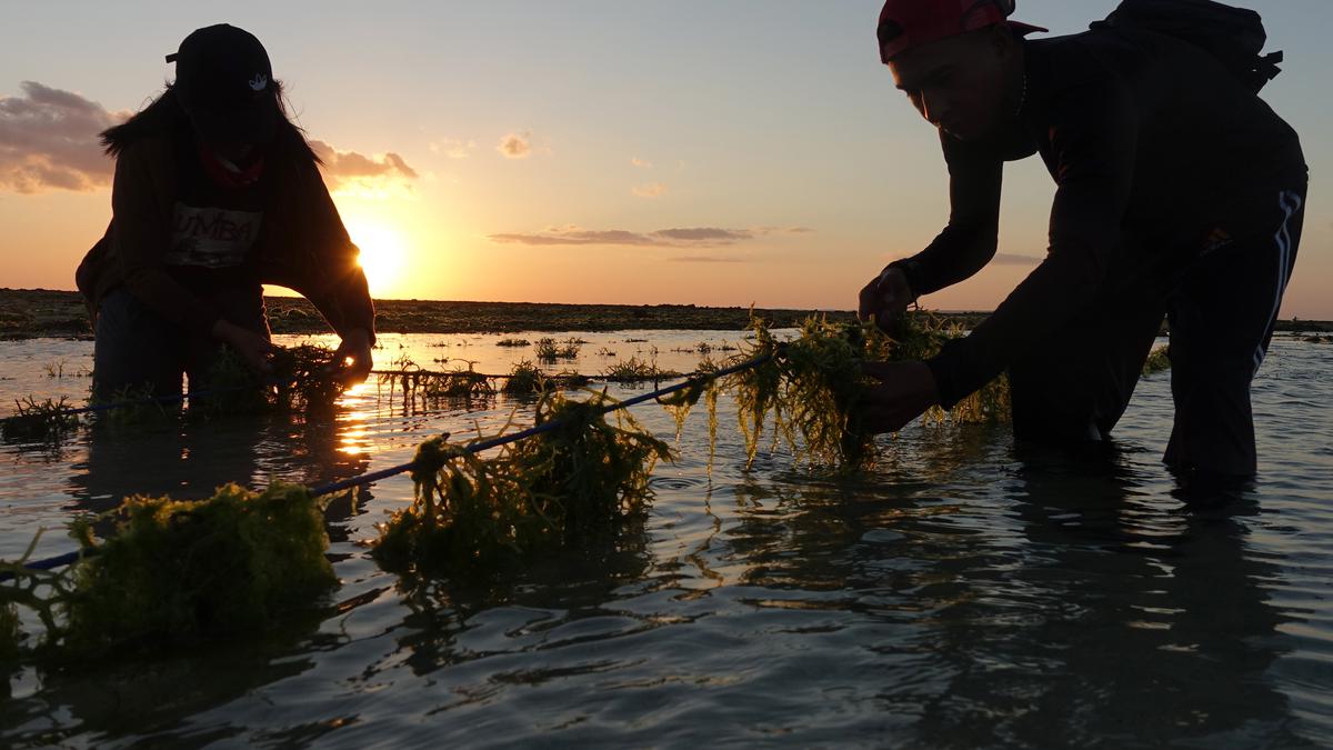 Peneliti Kembangkan Rumput Laut sebagai Sumber Bahan Baku Obat