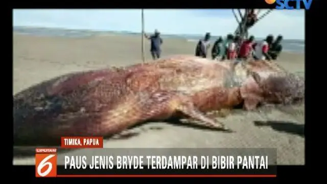 Bangkai Paus Terdampar Gegerkan Warga Kampung Timika Papua