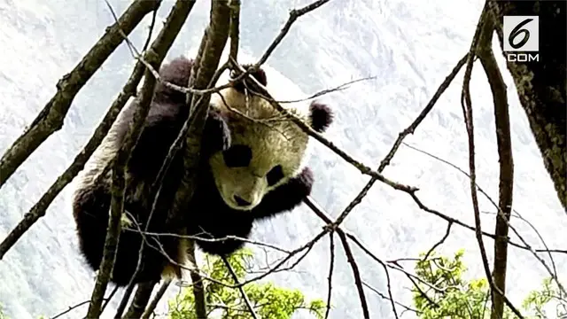 Tim konservasi Cagar Alam Taman Nasional Wolong kehadiran tamu seekor panda liar. Kehadiran panda ini merupakan temuan perdana. 