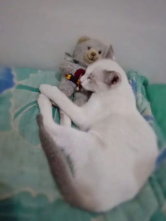 7 Potret Lucu Kucing Peluk Boneka Kesayangan Ini Bak Anak Kecil yang Menggemaskan