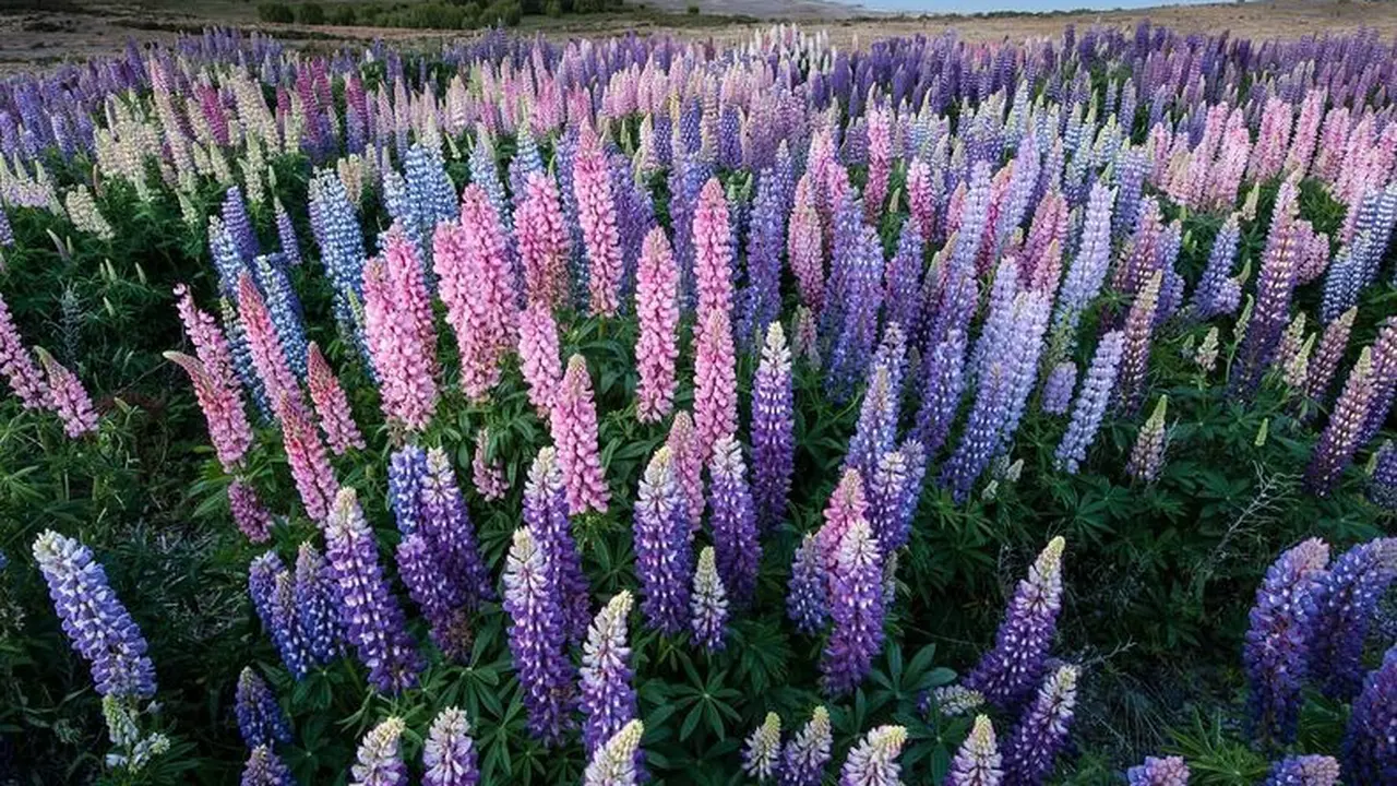 Bunga Lupin Maksimalkan Pemandangan di Danau Takepo