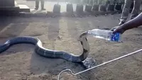 Kehausan, Ular Kobra Raksasa Masuk Kampung Minta Minum