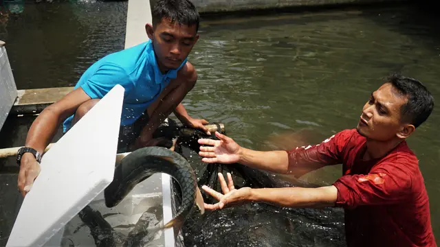 Ikan Dewa
