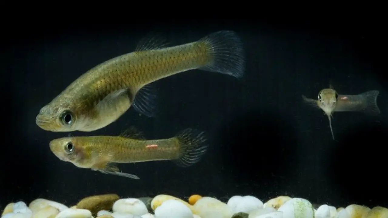 Ikan cere