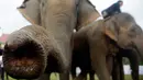 Dua gajah dengan pawangnya melakukan persiapan sebelum tampil dalam pertandingan tahunan di turnamen Polo Piala Raja Gajah yang digelar di Bangkok, Thailand, Kamis (9/3). Gajah merupakan hewan yang sakral di negara Thalailand. (AP Photo / Sakchai Lalit)