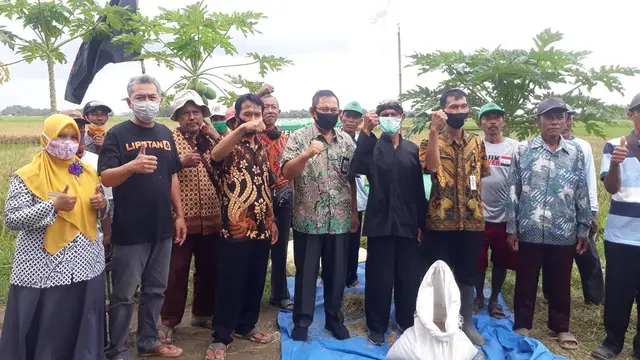 Panen padi tahan air asin. (Foto: Liputan6.com/Muhamad Ridlo)