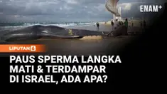 Seekor paus sperma yang berstatus terancam punah ditemukan mati terdampar di pantai Zikim, Israel selatan. Otoritas setempat akan melakukan autopsi untuk mengetahui penyebab kematian mamalia laut terbesar bergigi tersebut.