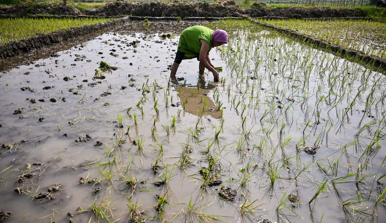 Seorang petani menanam bibit padi di Sidoarjo, Jawa Timur, Rabu 3 Juni 2026. (JUNI KRISWANTO/AFP)