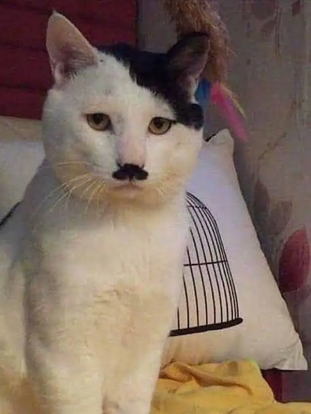 8 Motif Bulu Kucing Hitam Putih Ini Unik Banget, Bikin Senyum Sendiri