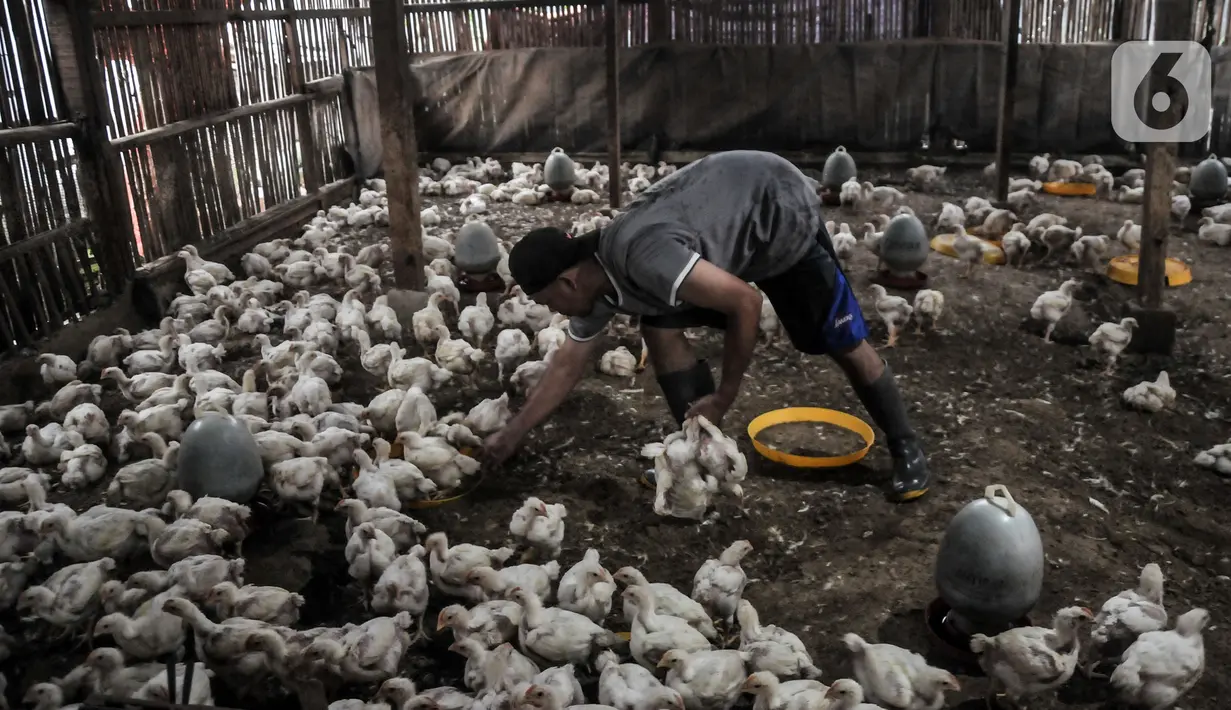 Pekerja memberikan pakan pada ayam sebelum dijual di agen ayam potong kawasan Cipinang Melayu, Jakarta Timur, Senin (19/12/2022). Saat ini, harga ayam potong dijual Rp 33.000 - Rp 40.000 per kilogram, naik dibandingkan bulan lalu sekitar Rp 25.000 - Rp 30.000 per kilogram. (merdeka.com/Iqbal S. Nugroho)