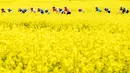 Sejumlah pembalap melintasi ladang rapeseed dengan hamparan bunga kuning saat mengikuti perlombaan Tour de Romandie UCI ProTour ke-72 di Bottens, Swiss (29/4). (Laurent Gillieron / Keystone via AP)