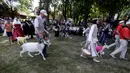 Sejumlah peserta berjalan bersama kambing mereka dalam kontes kecantikan kambing di Ramygala, Lithuania, Minggu (26/6). Kontes kecantikan unik yang melibatkan kambing ini merupakan tradisi turun temurun. (REUTERS/Ints Kalnins)