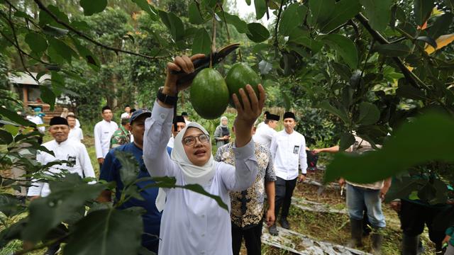 Bupati Ipuk Ngantor di Desa Bumiharjo, Petik Alpukat Aligator dan Gali Potensi Pertanian