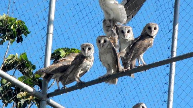 Sudarjo Dan Pasukan Burung Hantu Cilacap Regional Liputan6 Com