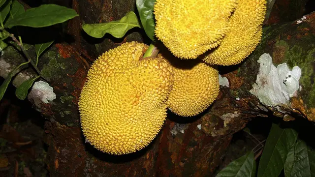 Ilustrasi pohon nangka
