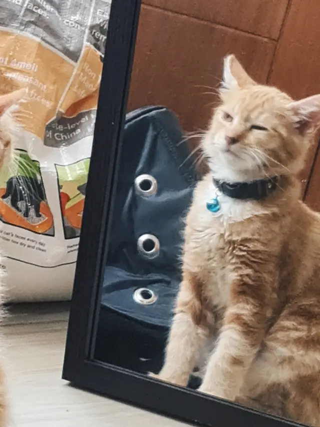 Kucing bercermin