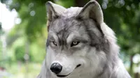 Kostum serigala (Sumber: Oddity Central)