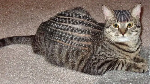 Tak Kalah Trendi, Ini 6 Gaya Rambut Kucing yang Bikin Ngakak