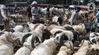 Deretan domba pedaging di salah satu pasar hewan rakyat. (Liputan6.com)