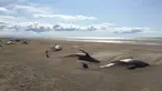 Puluhan paus pilot mati terdampar di pantai semenanjung Snaefellsnes, Islandia (18/7/2019). Sekitar 50 paus pilot mati di pantai terpencil di Islandia. Paus pilot tersebut diperkirakan mati karena lama terdampar di daratan pantai.(David Schwarzhans via AP)