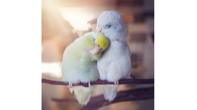 Potret 6 Hewan Saling Berduaan Ini Mesra Banget, Bak Prewedding