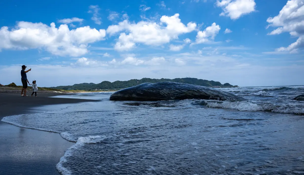 Terdamparnya paus sperma di Pantai Hirasuna, Prefektur Chiba tersebut diduga akibat gelombang tsunami menerjang kawasan tersebut. (Philip FONG/AFP)