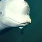 Hewan memiliki berbagai ciri khas yang bisa membuat kita takjub dengan mereka. Seperti pria ini, dia berhasil bernyanyi bersama paus beluga.