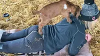 Yoga kambing atau goat yoga diadakan di sebuah peternakan di Oregon, AS yang mana juga dikelilingi pemandangan alam indah. (sumber: CNN)
