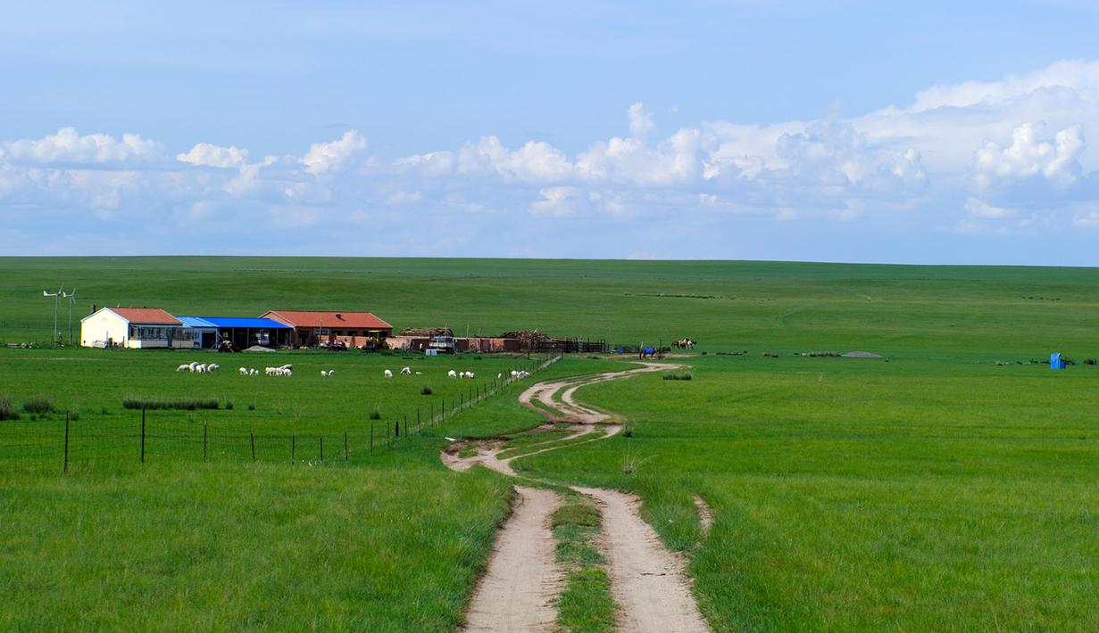 Foto pada 28 Juni 2020 menunjukkan pemandangan sebuah padang rumput di Prefektur Xilingol, Daerah Otonom Mongolia Dalam, China utara. Sejauh ini, tingkat vegetasi padang rumput dan cakupan hutan di daerah tersebut masing-masing telah mencapai 44 persen dan 22,1 persen. (Xinhua/Jia Lijun)