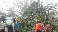 Pohon tumbang di Cianjur, Jabar, Selasa (9/1/2018). (Liputan6.com/Achmad Sudarno)