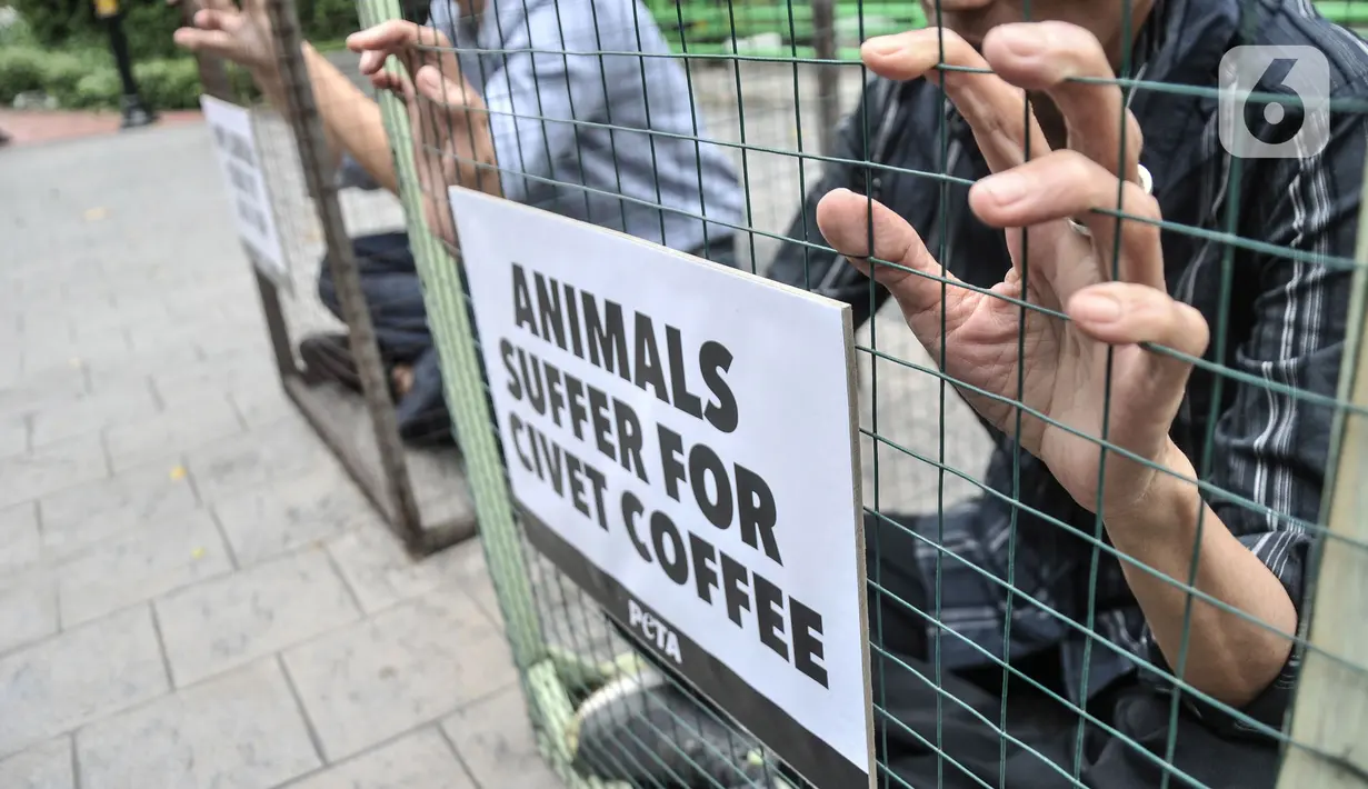 Aktivis People for the Ethical Treatment of Animals (PETA) mengurung diri di dalam kandang saat aksi teatrikal mengecam eksploitasi luwak untuk kepentingan produksi kopi di depan Kantor Kementerian Lingkungan Hidup dan Kehutanan (KLHK), Jakarta, Rabu (25/1/2023). Investigasi PETA mengungkapkan luwak di Indonesia ditangkap dari habitat alami dan dikurung di dalam kandang sempit dan hampir tidak diberi makan apapun kecuali buah kopi yang menyebabkan hewan tersebut berpilaku stereotipikal atau stres. (merdeka.com/Iqbal S Nugroho)