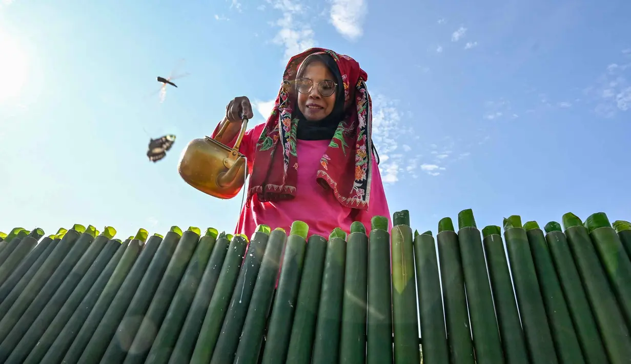 Seorang peserta menuangkan santan ke dalam tabung bambu saat ia bersiap memasak lemang, hidangan nasi ketan tradisional yang dimasukkan ke dalam tabung bambu dan diisi dengan santan yang kemudian diletakkan di atas api, selama acara memasak massal di Blang Pidie, Kabupaten Aceh Barat Daya, Aceh, pada Sabtu 25 April 2026. (CHAIDEER MAHYUDDIN/AFP)