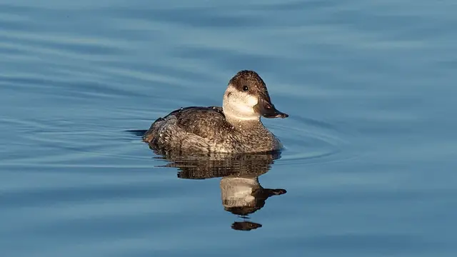 Ilustrasi bebek ruddy | Wikimedia Commons