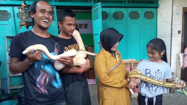 Iin Ayu (55) bermain dengan ular Python koleksinya bersama cucunya di Kelurahan Karangpucung, Kecamatan Purwokerto Selatan, Kabupaten Banyumas, Selasa (17/12/2019). (Liputan6.com/Rudal Afgani Dirgantara)