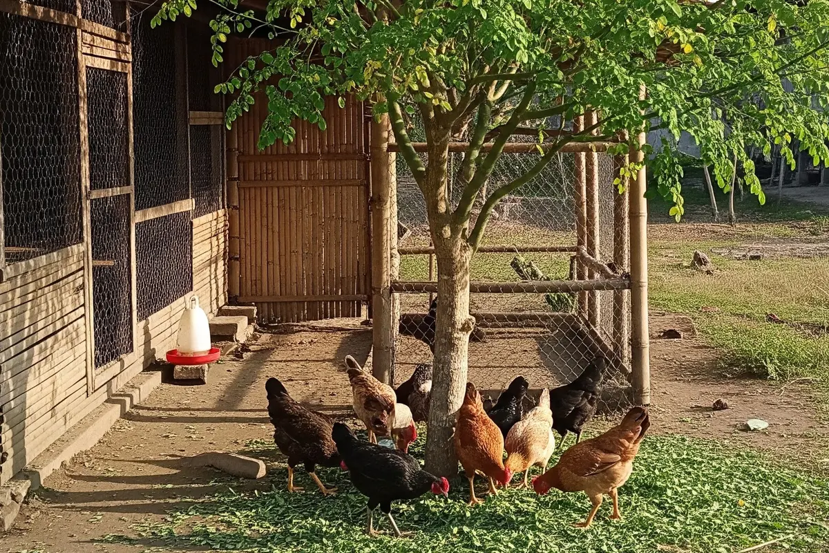 Pohon yang Cocok Ditanam Dekat Kandang Ayam Kampung