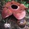 Rafflesia arnoldii. (Wikimedia/Creative Commons)
